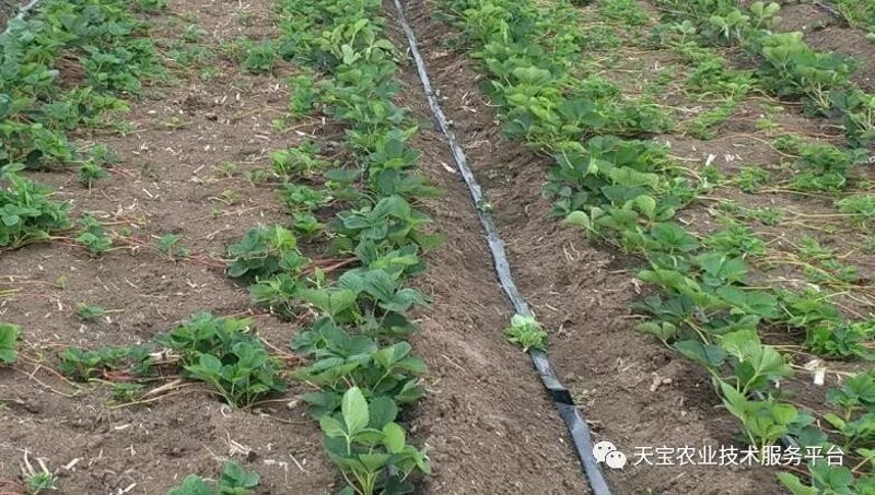 草莓育苗新技术带来春日生机