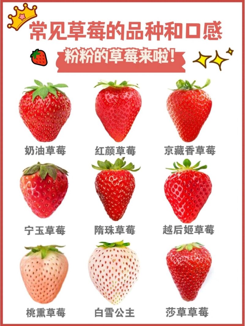 济南草莓产业的新篇章：甜美的果实背后