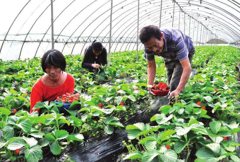 草莓育苗新技术引领现代农业新风向