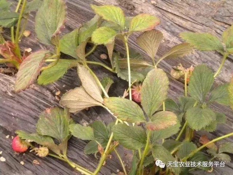 草莓育苗：现代农业中的新希望