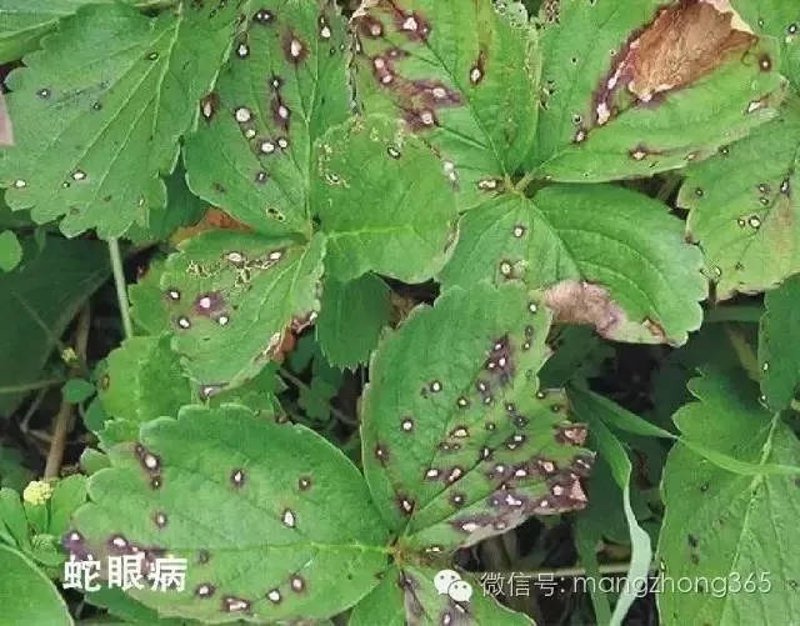 草莓育苗技术新进展:助力现代农业高效发展