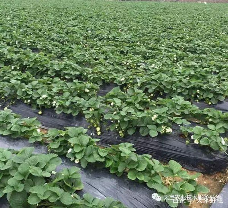 历城区草莓产业：一颗颗鲜美果实见证协会力量