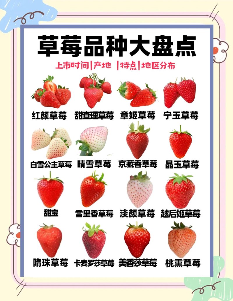 济南草莓行业动态：让甜蜜味道在城市间蔓延