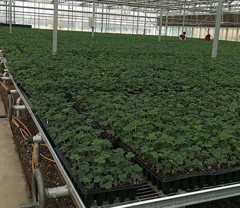 草莓种植技术的最新发展与实践