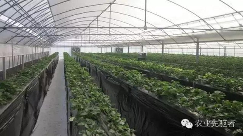 历城区草莓协会：用心培育甜蜜事业