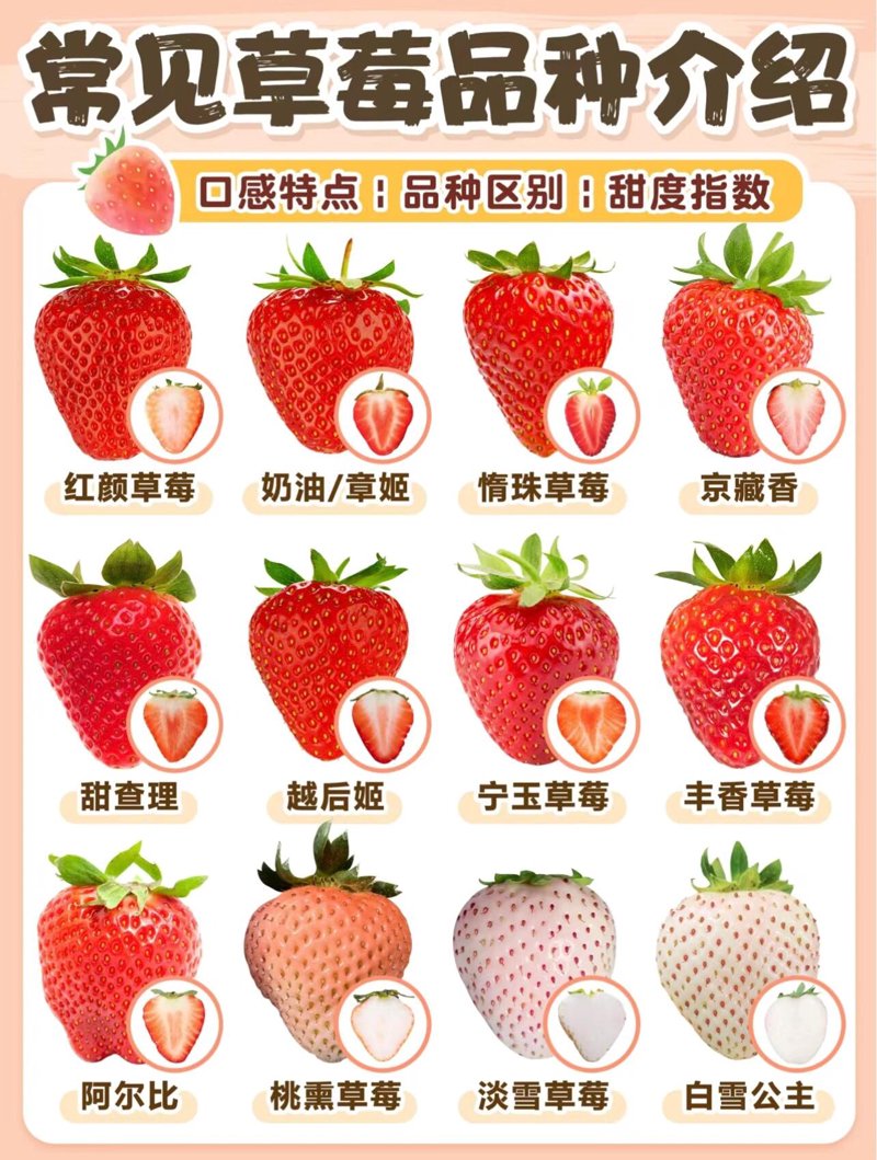 草莓育苗技术新动态：助力现代农业增产增收