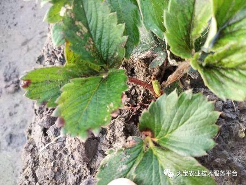 草莓种植技术的最新发展与实践
